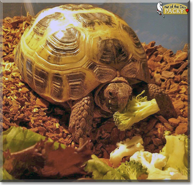 Packy the Pet of the Day Packy, the Pet of the Day
