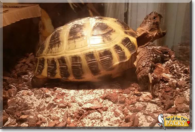 Packy the Pet of the Day Packy, the Pet of the Day