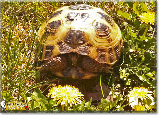 Packy the Pet of the Day Packy, the Pet of the Day