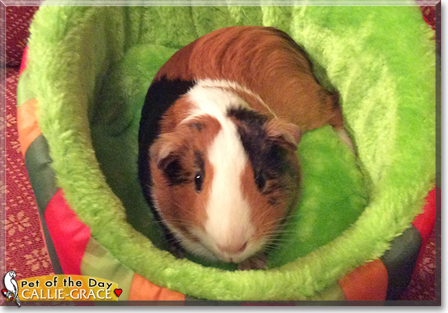Callie-Grace the Pet of the Day Callie-Grace, the Pet of the Day