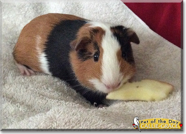 Callie-Grace the Pet of the Day Callie-Grace, the Pet of the Day