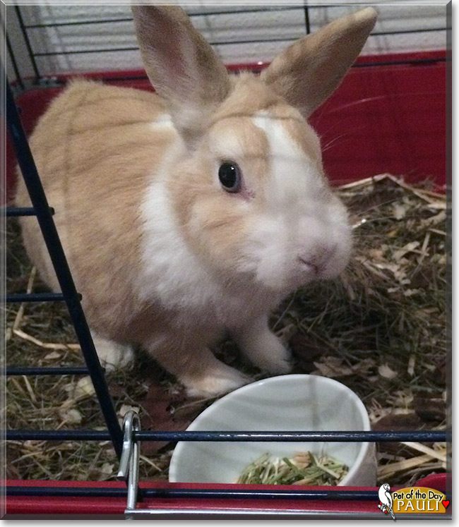 Pauli the Pet of the Day Pauli, the Pet of the Day