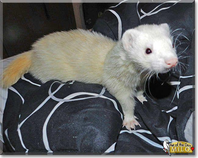 Milo the Pet of the Day Milo, the Pet of the Day
