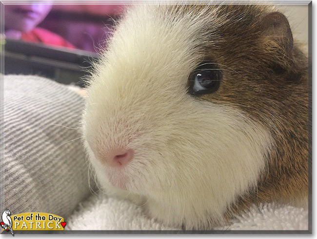 Patrick the Pet of the Day Patrick, the Pet of the Day