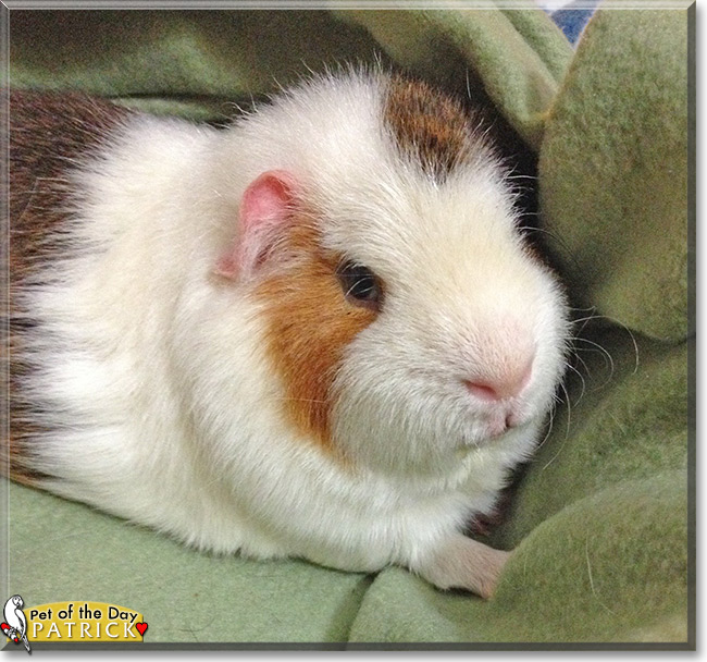 Patrick the Pet of the Day Patrick, the Pet of the Day