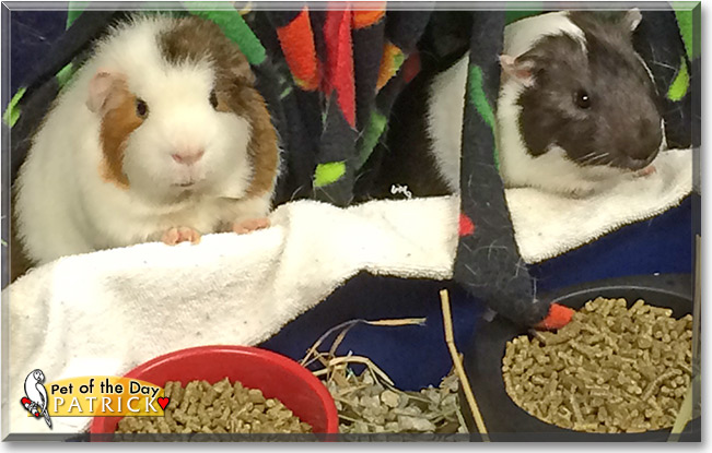 Patrick the Pet of the Day Patrick, the Pet of the Day