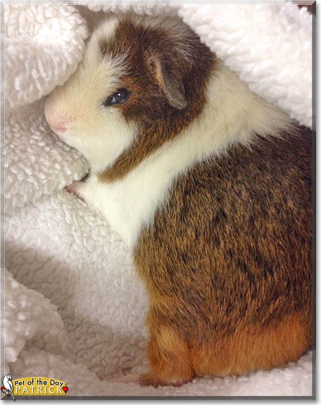 Patrick the Pet of the Day Patrick, the Pet of the Day