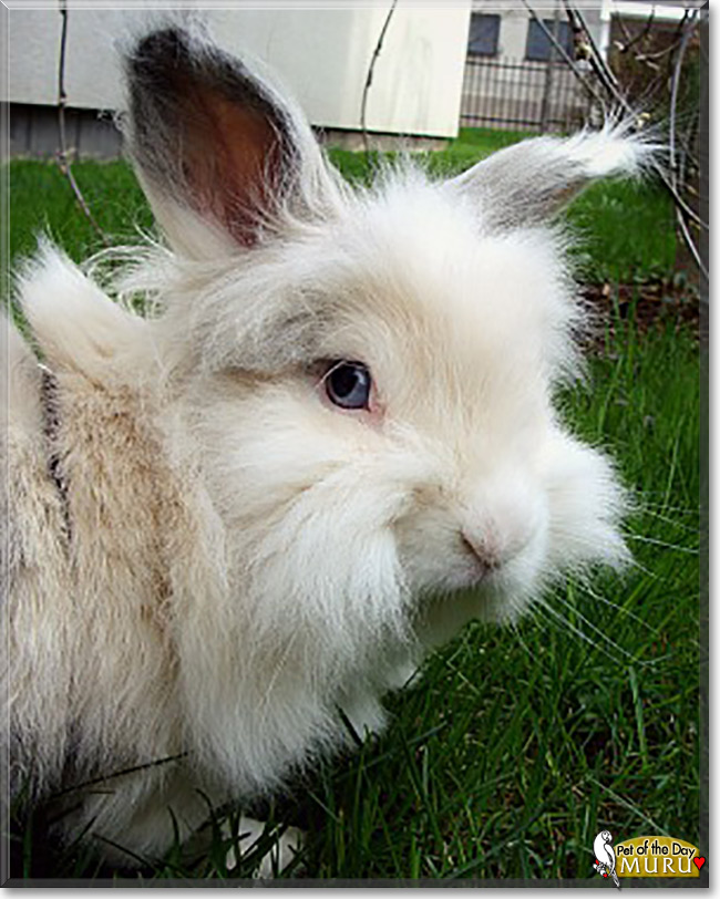 Muru the Pet of the Day Muru, the Pet of the Day