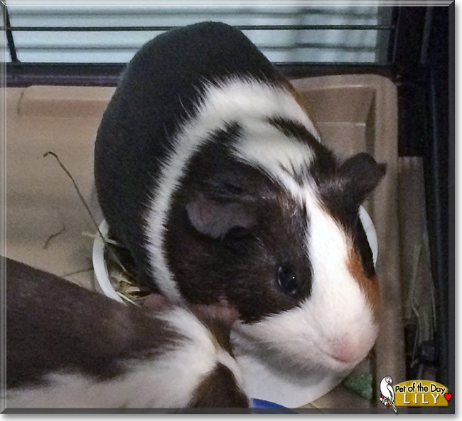 Lily the Guinea Pig Pet of the Day Lily, the Lionhead/Lop Rabbit Pet of the Day