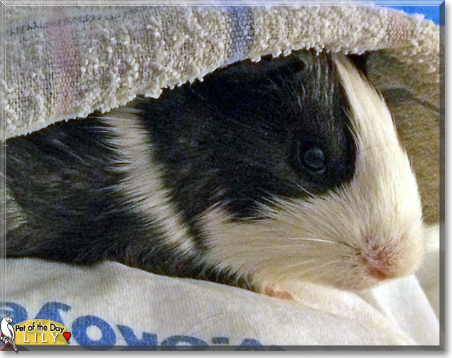 Lily the Guinea Pig Pet of the Day Lily, the Pet of the Day