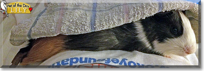 Lily the Guinea Pig Pet of the Day Lily, the Pet of the Day