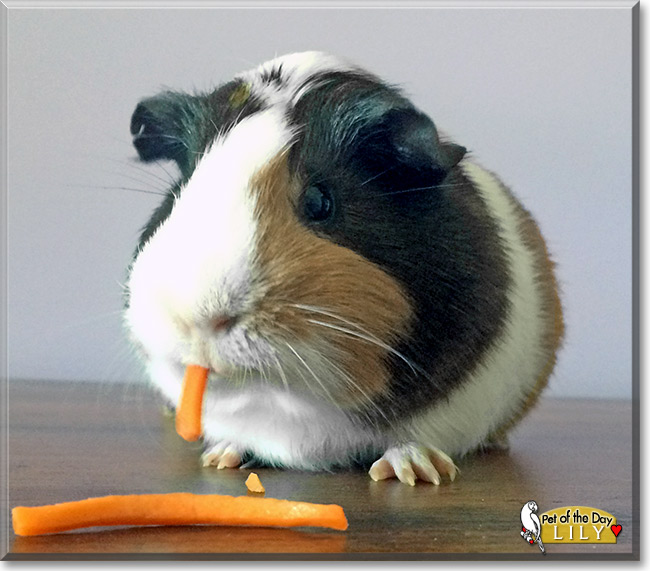 Lily the Guinea Pig Pet of the Day Lily, the Pet of the Day