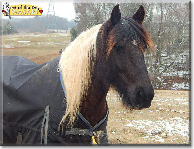 Wasabi the Gypsy Vanner/Friesian mix Pet of the Day