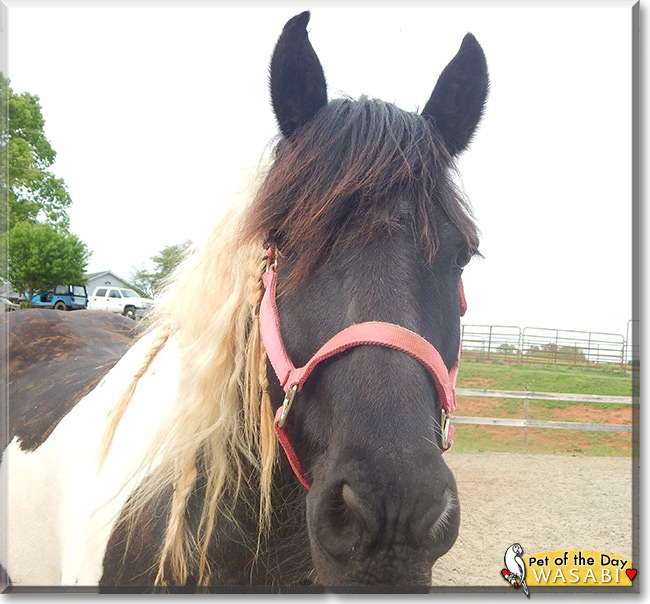 Wasabi, the Pet of the Day