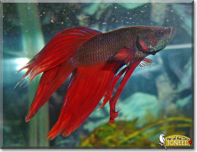 Igneel the Veiltail Betta Fish Pet of the Day Igneel, the Pet of the Day