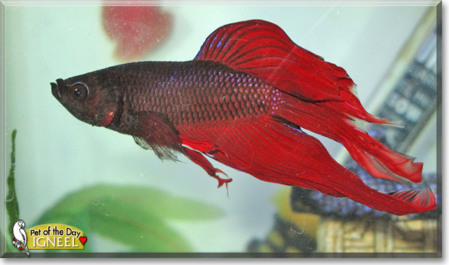 Igneel the Veiltail Betta Fish Pet of the Day Igneel, the Pet of the Day
