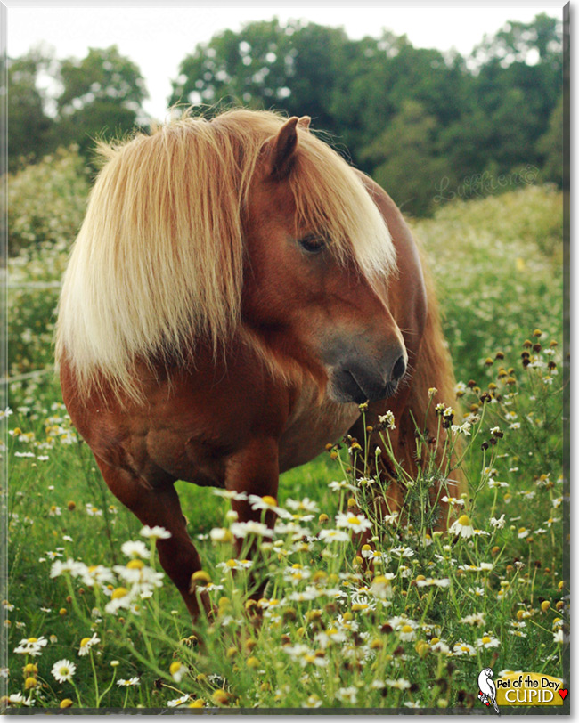Cupid the Shetland Pony Pet of the Day Cupid the Shetland Pony Pet of the Day