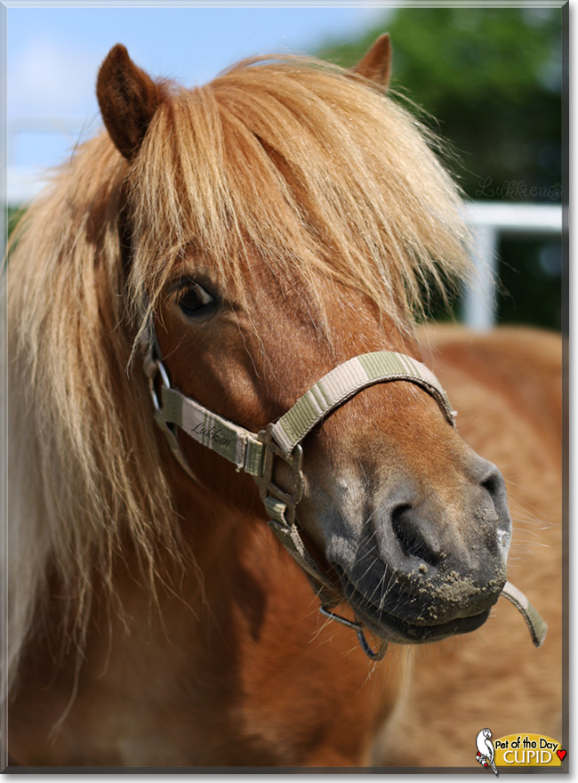 Cupid the Shetland Pony Pet of the Day Cupid, the Pet of the Day