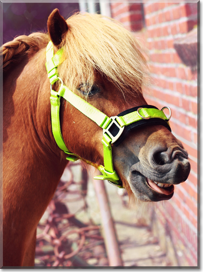Cupid the Shetland Pony Pet of the Day Cupid, the Pet of the Day