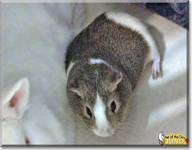 Juno the American Guinea Pig Pet of the Day Juno the American Guinea Pig Pet of the Day
