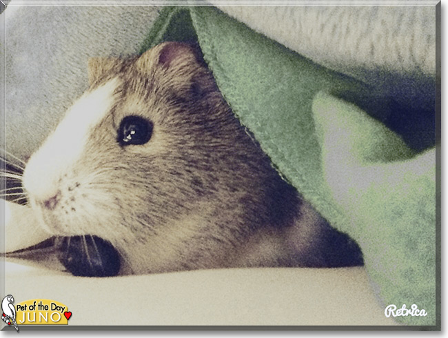 Juno the American Guinea Pig Pet of the Day Cupid, the Pet of the Day