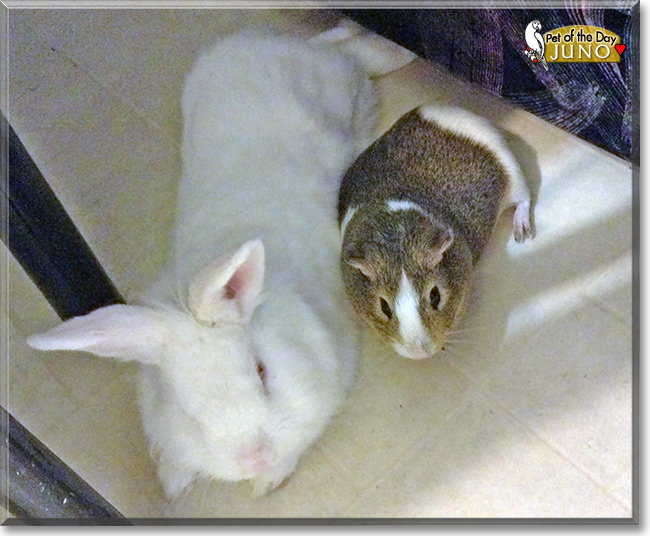 Juno the American Guinea Pig Pet of the Day Cupid, the Pet of the Day