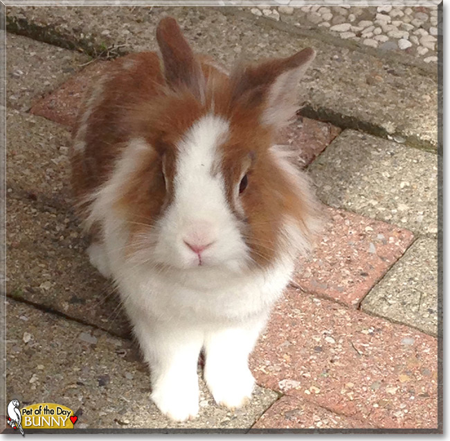 Bunny the Lionhead Rabbit Pet of the Day Bunny the Lionhead Rabbit Pet of the Day