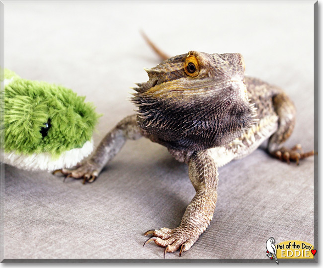 BEddie the Bearded Dragon Pet of the Day Eddie the Bearded Dragon Pet of the Day