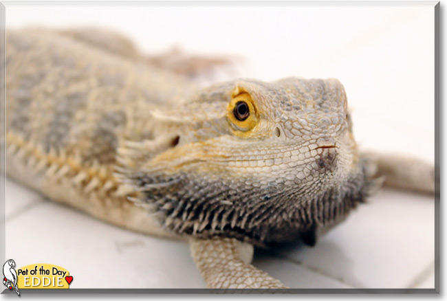 Eddie the Bearded Dragon Pet of the Day Eddie, the Bearded Dragon the Pet of the Day