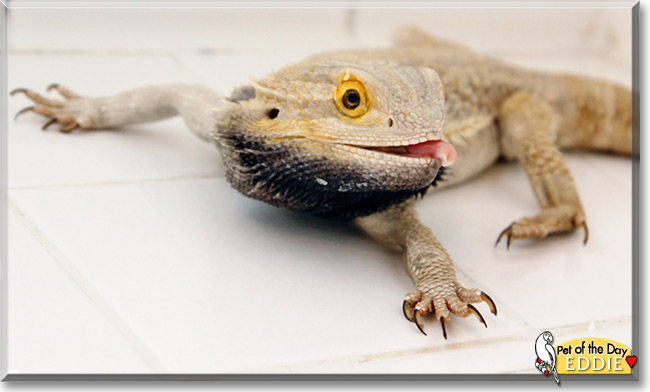 Eddie the Bearded Dragon Pet of the Day Eddie the Bearded Dragon