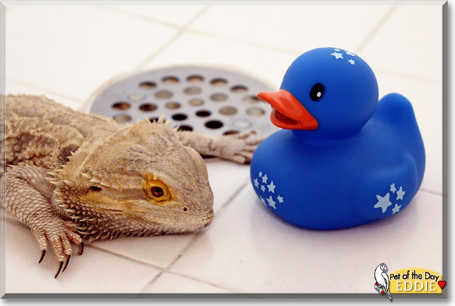 Eddie the Bearded Dragon Pet of the Day Eddie the Bearded Dragon