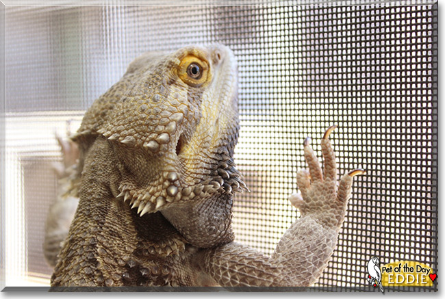 Eddie the Bearded Dragon Pet of the Day Eddie the Bearded Dragon
