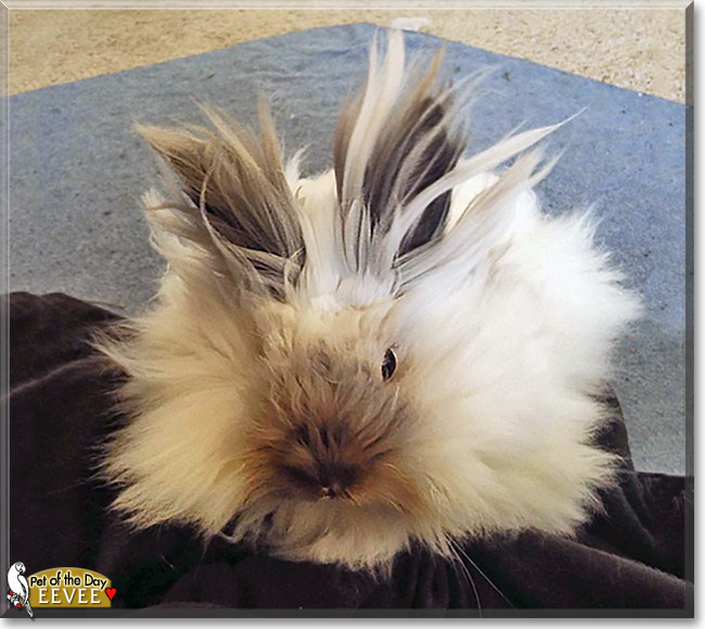 Eevee the Lionhead Rabbit Pet of the Day Eevee the Lionhead Rabbit Pet of the Day