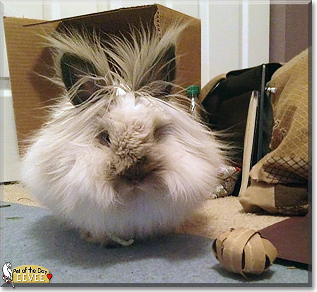Eevee the Lionhead Rabbit Pet of the Day Eevee the Lionhead Rabbit the Pet of the Day