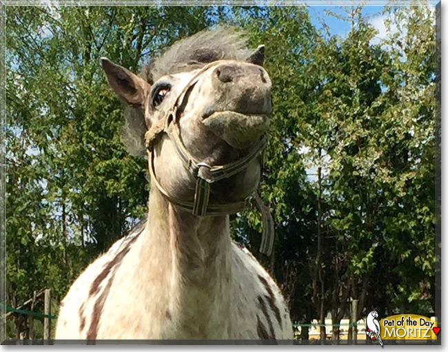 Moritz the Horse Pet of the Day Moritz the Horse Pet of the Day