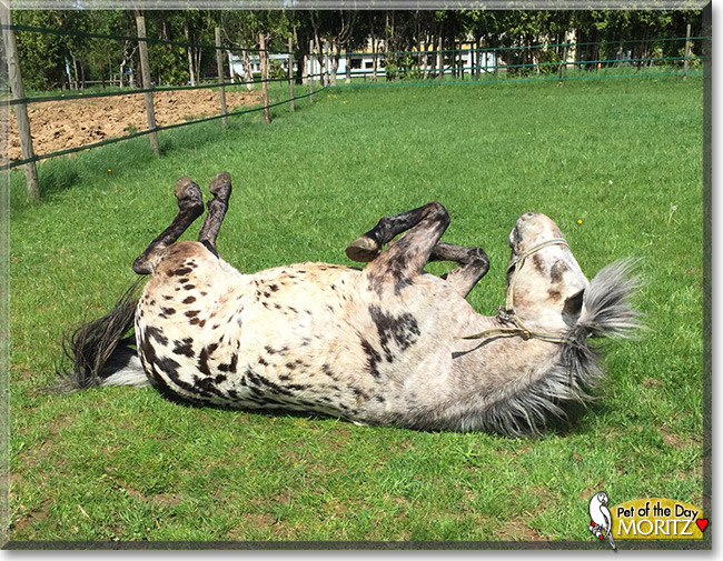Moritz the Horse Pet of the Day Moritz the Horse the Pet of the Day