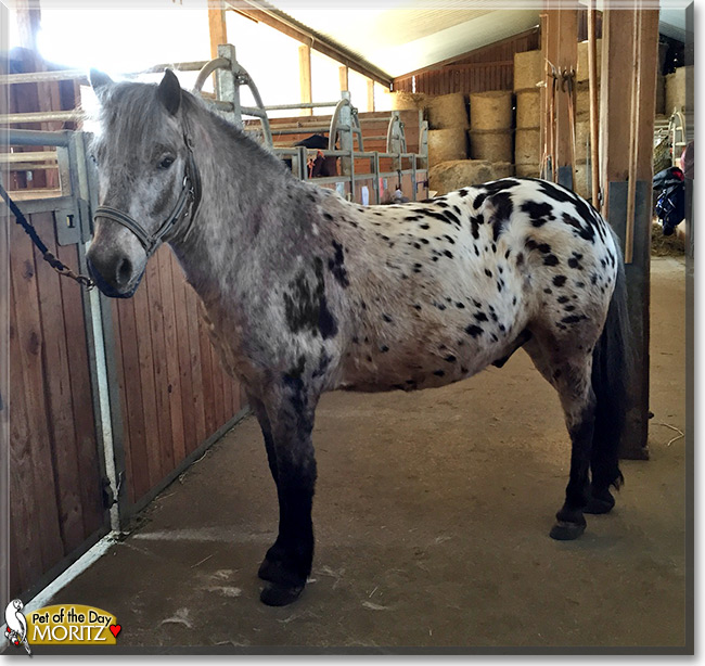 Moritz the Horse Pet of the Day Moritz the Horse the Pet of the Day
