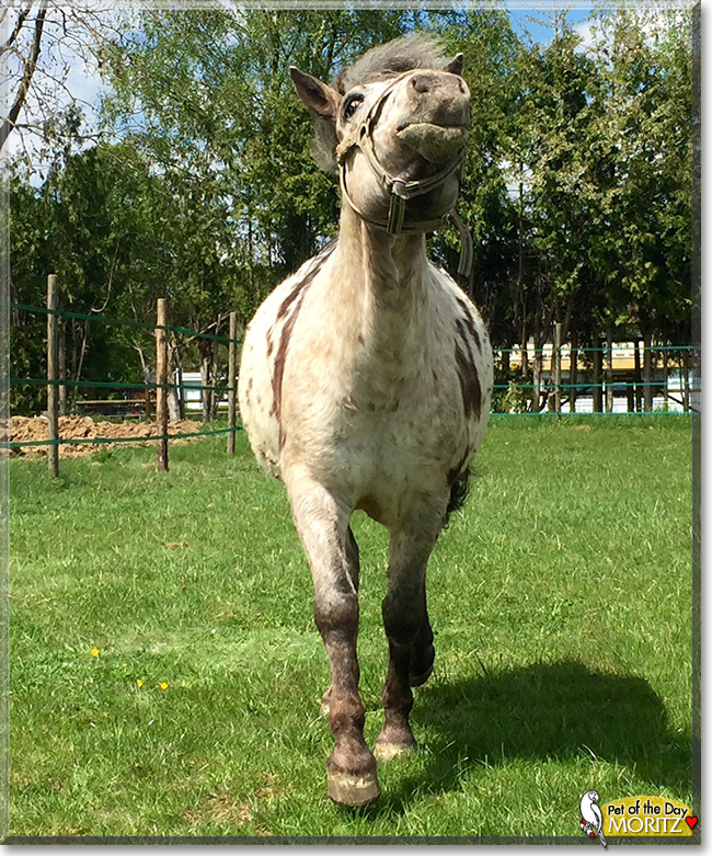 Moritz the Horse Pet of the Day Moritz the Horse the Pet of the Day
