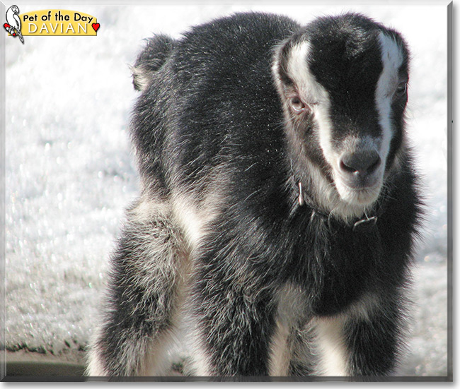 Davian the LaMancha goat Pet of the Day Davian the LaMancha goat Pet of the Day