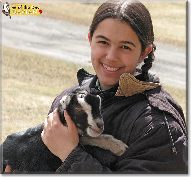 Davian the LaMancha goat Pet of the Day Davian the LaMancha goat the Pet of the Day