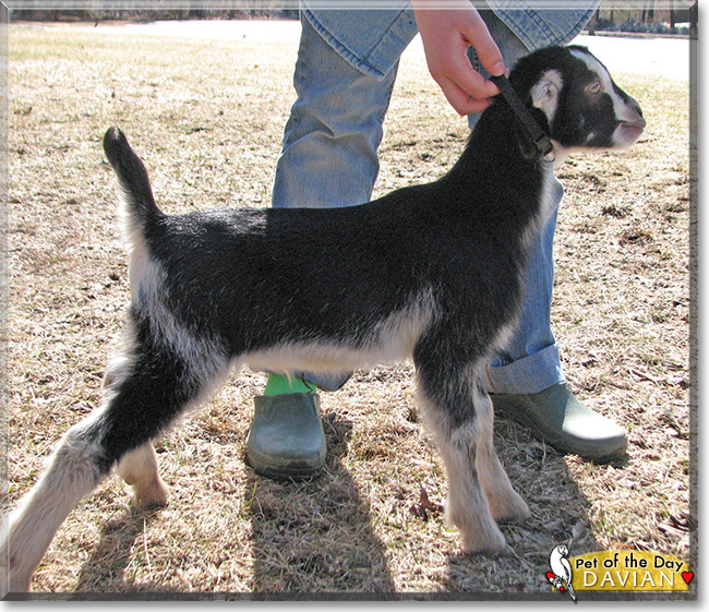 Davian the LaMancha goat Pet of the Day Davian the LaMancha goat the Pet of the Day