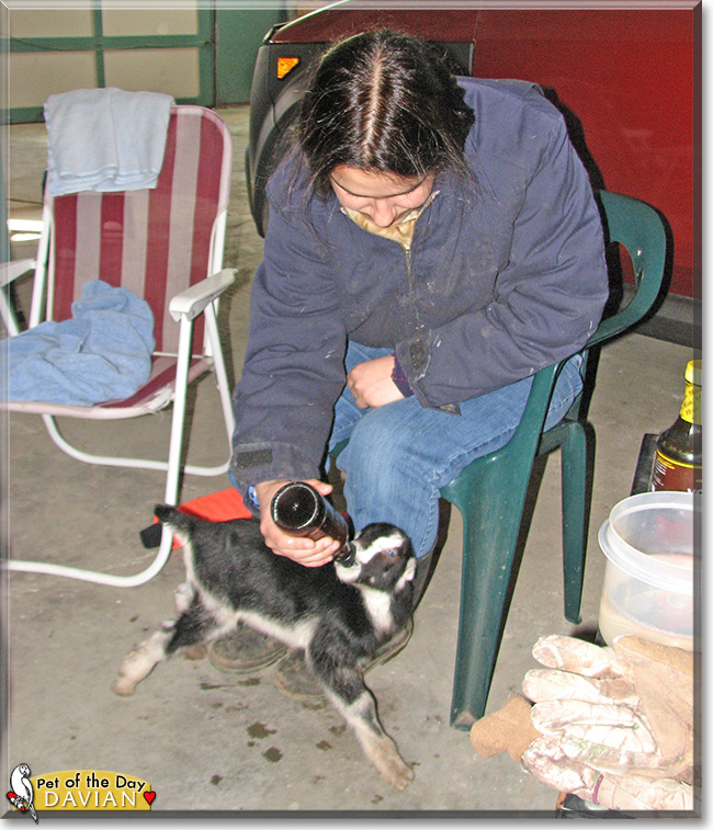 Davian the LaMancha goat Pet of the Day Davian the LaMancha goat the Pet of the Day