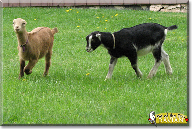 Davian the LaMancha goat Pet of the Day Davian the LaMancha goat the Pet of the Day