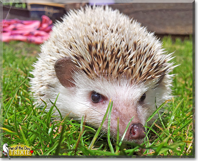 Trixie the African Pygmy Hedgehog Pet of the Day Trixie the African Pygmy Hedgehog Pet of the Day