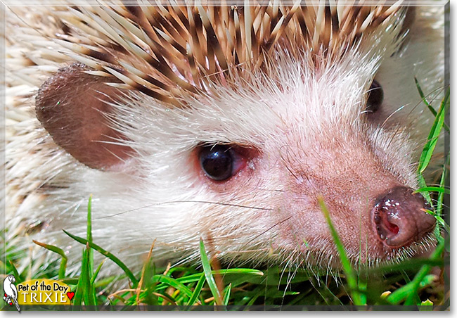 Trixie the African Pygmy Hedgehog Pet of the Day Trixie the African Pygmy Hedgehog the Pet of the Day