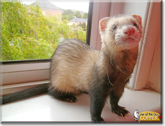 Copper the Ferret, Pet of the Day Copper the Ferret, Pet of the Day