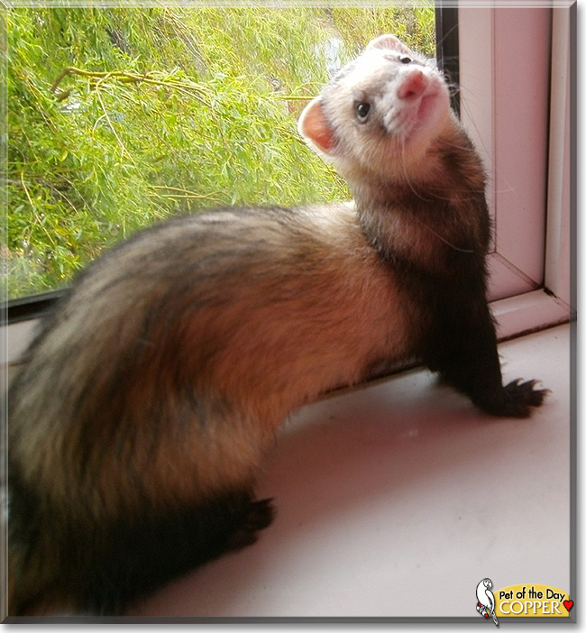 Copper the Ferret, Pet of the Day Copper the Ferret, the Pet of the Day