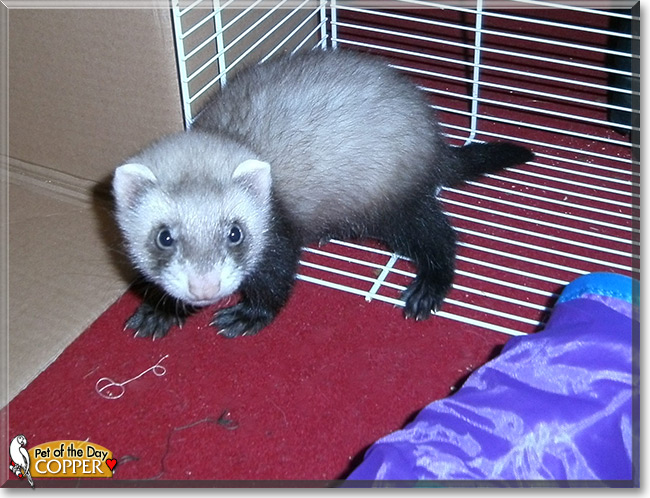 Copper the Ferret, Pet of the Day Copper the Ferret, the Pet of the Day