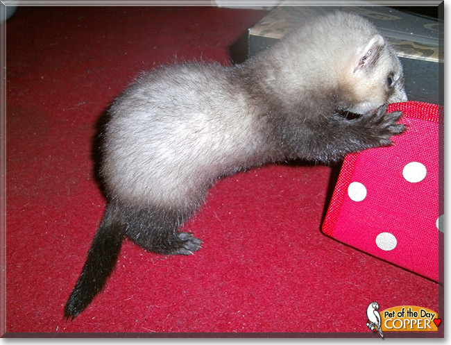 Copper the Ferret, Pet of the Day Copper the Ferret, the Pet of the Day