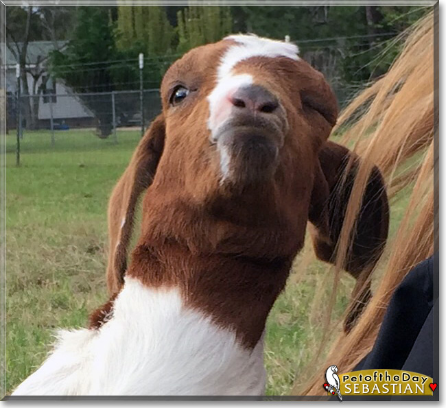 Sebastian the Boer Goat, Pet of the Day Sebastian the Boer Goat, Pet of the Day